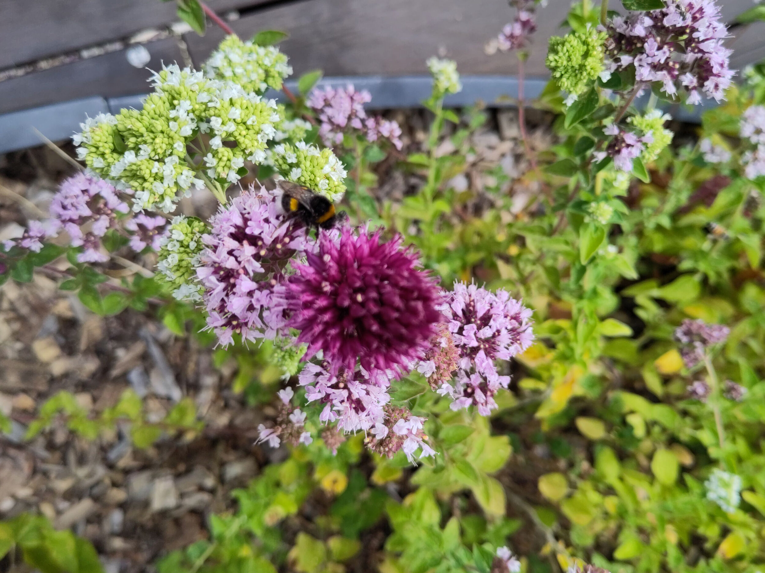 Ledru Rollin - Topager