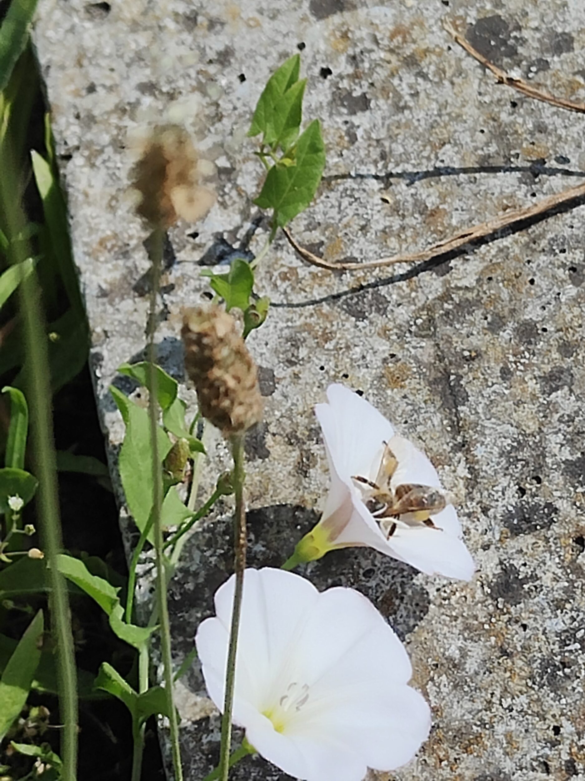 Rénovation et renaturation du cimetière d&rsquo;Aubervilliers - Topager